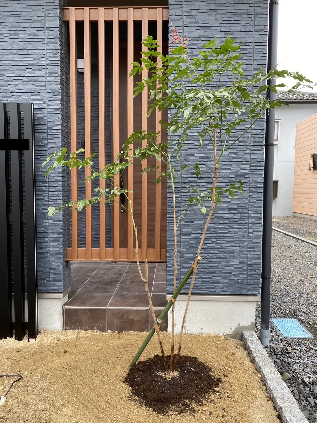 ナンテン　常緑　玄関前